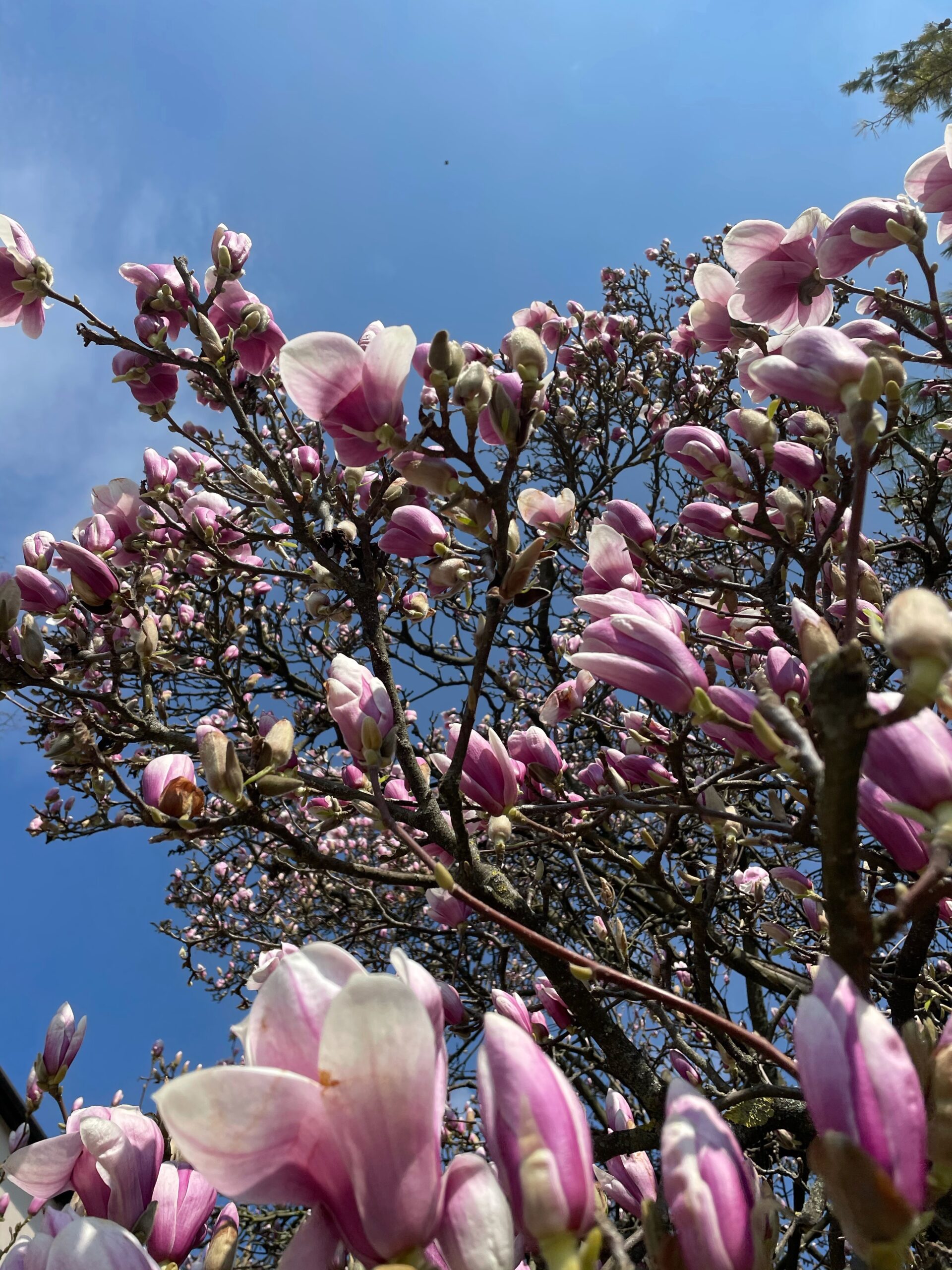 Al momento stai visualizzando Cara Lisa, i giacinti e le magnolie